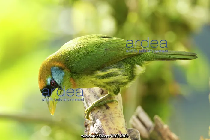 : Red-headed Barbet (female) : Red-headed Barbet (female)