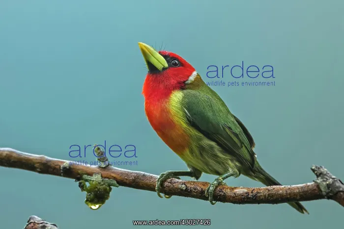 : Red-headed Barbet, male, Cueva de los Guacharos : Red-headed Barbet, male, Cueva de los Guacharos