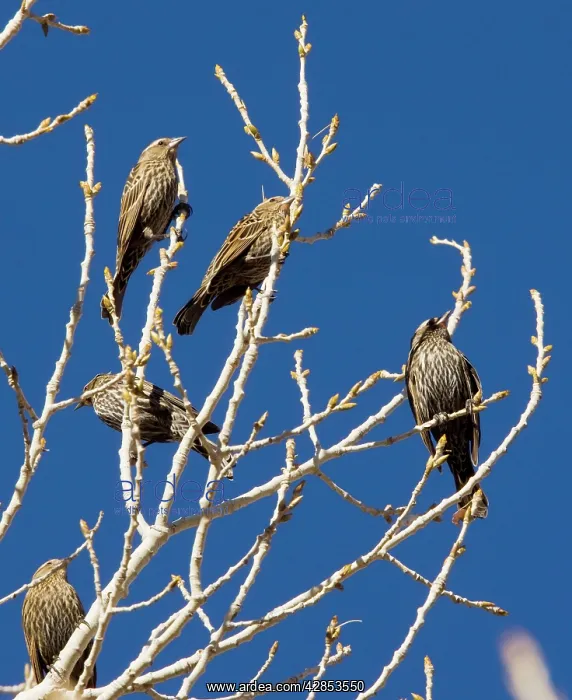  : Red-headed Blackbirds - Flock of females in winter