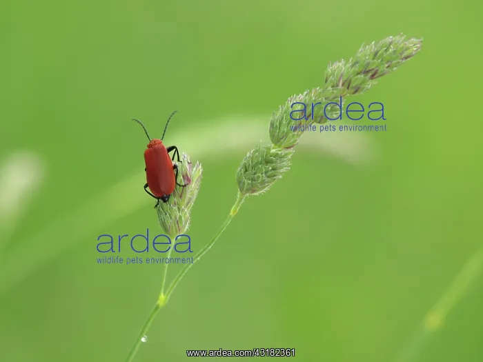 : Red-headed Cardinal Beetle : Red-headed Cardinal Beetle