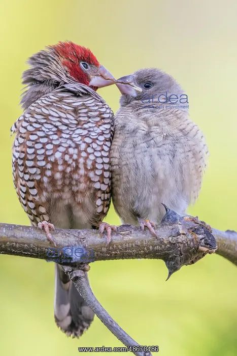 : Red-headed finch pair nuzzling in southern Africa : Red-headed finch pair nuzzling in southern Africa