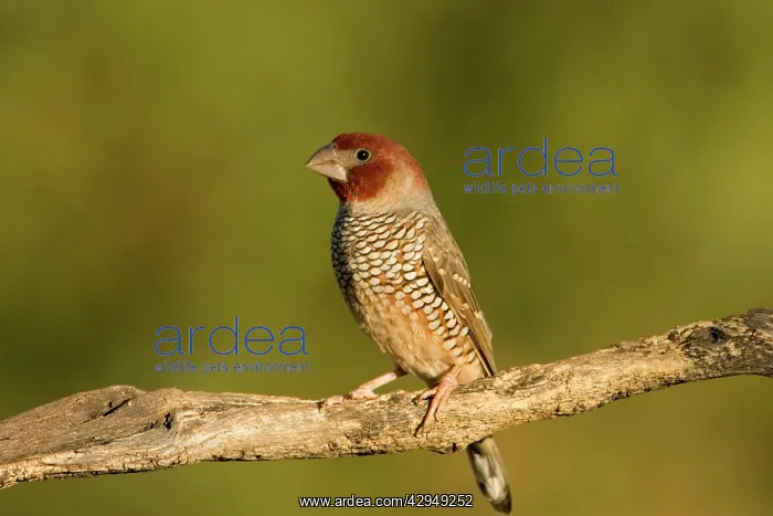 : Red-Headed Finch - Portrait of a male bird perched on branch : Red-Headed Finch - Portrait of a male bird perched on branch