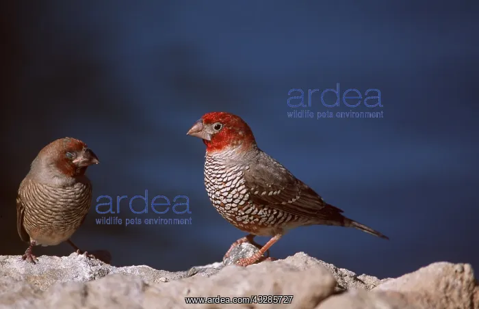 : RED-HEADED FINCHES - two males : RED-HEADED FINCHES - two males