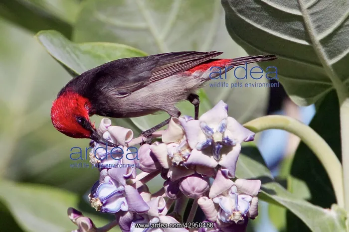 : Red-headed Honeyeater - Male feeding on flowers : Red-headed Honeyeater - Male feeding on flowers