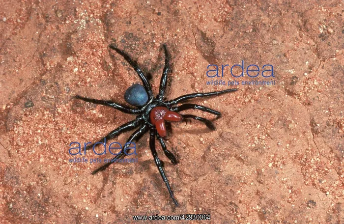 : Red-headed mouse SPIDER - male searching for mate : Red-headed mouse SPIDER - male searching for mate