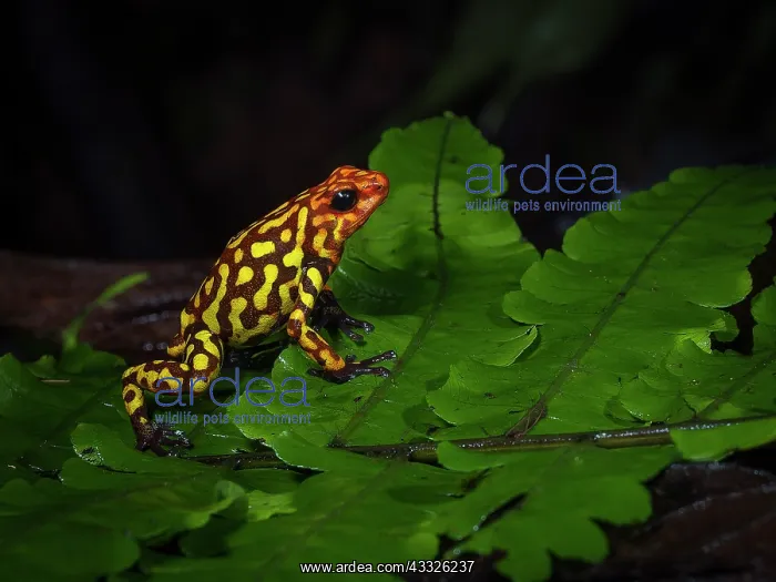 : Red-headed Poison-frog (Oophaga anchicayensis), Colombia : Red-headed Poison-frog (Oophaga anchicayensis), Colombia