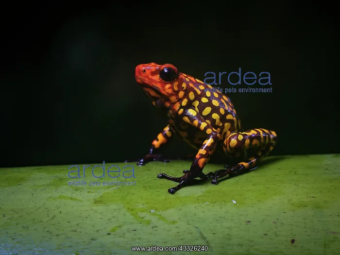 : Red-headed Poison-frog (Oophaga anchicayensis), Colombia : Red-headed Poison-frog (Oophaga anchicayensis), Colombia