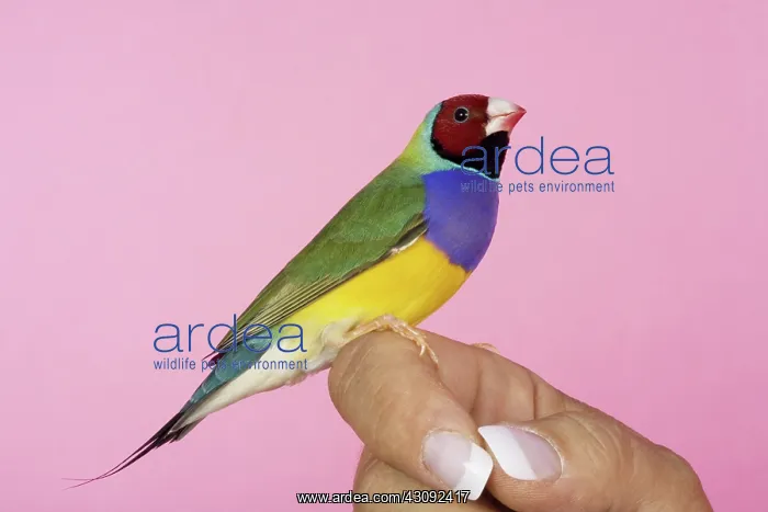 : Red-headed Purple-breasted Gouldian Finch : Red-headed Purple-breasted Gouldian Finch