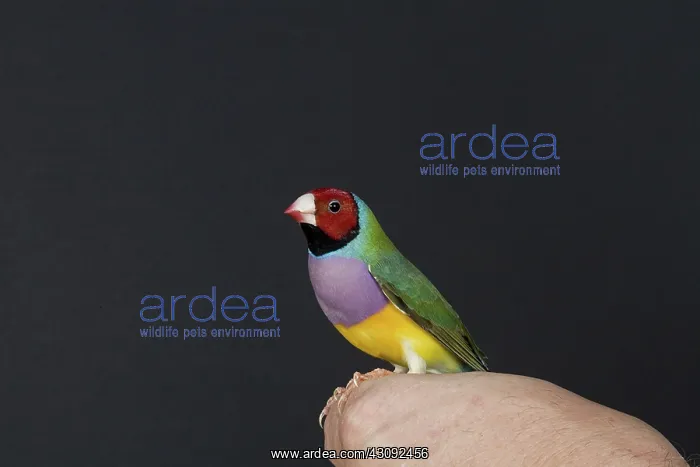 : Red-headed Purple-breasted Gouldian Finch : Red-headed Purple-breasted Gouldian Finch