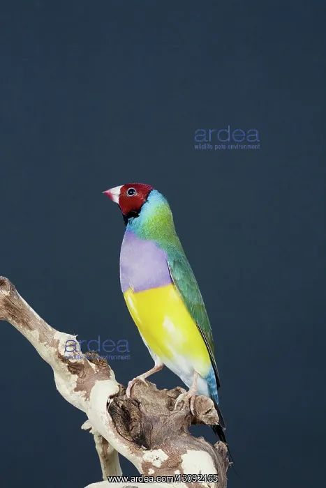 : Red-headed Purple-breasted Gouldian Finch : Red-headed Purple-breasted Gouldian Finch