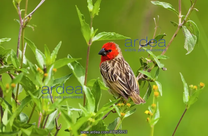 : Red-headed Quelea, Serengeti National Park : Red-headed Quelea, Serengeti National Park