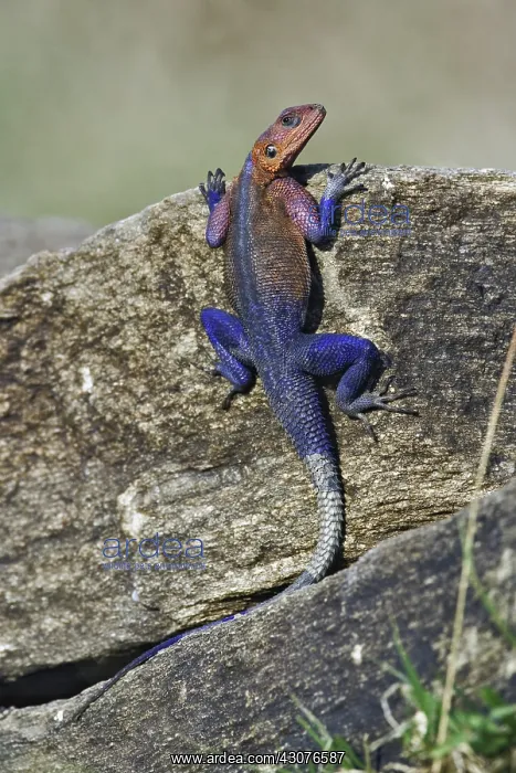: Red-Headed Rock Agama : Red-Headed Rock Agama