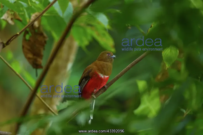 : Red-headed trogon : Red-headed trogon