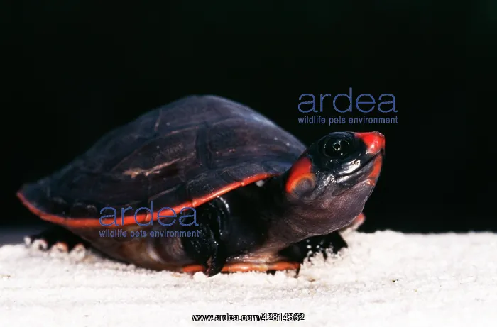 : Red-headed TURTLE : Red-headed TURTLE