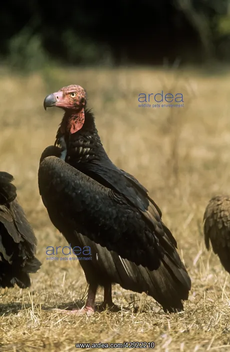 : RED-HEADED VULTURE : RED-HEADED VULTURE