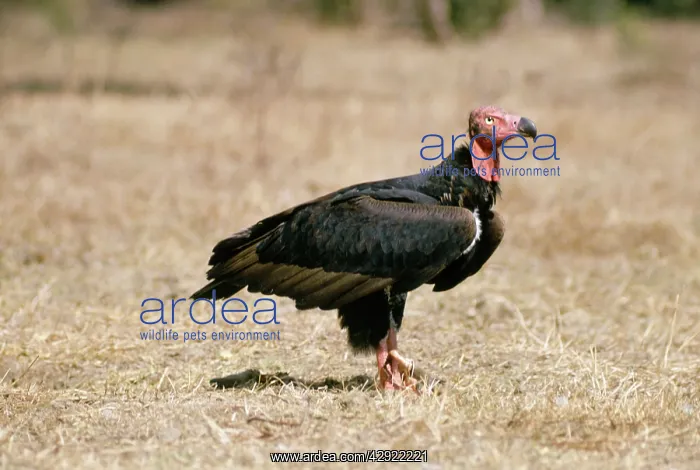 : Red-headed Vulture : Red-headed Vulture