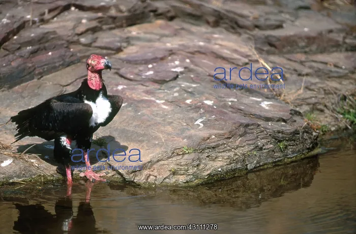 : Red-headed Vulture : Red-headed Vulture