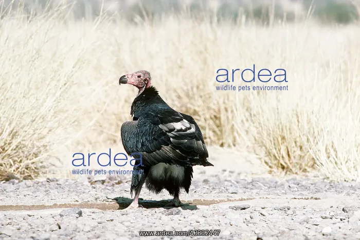 : RED-HEADED VULTURE : RED-HEADED VULTURE