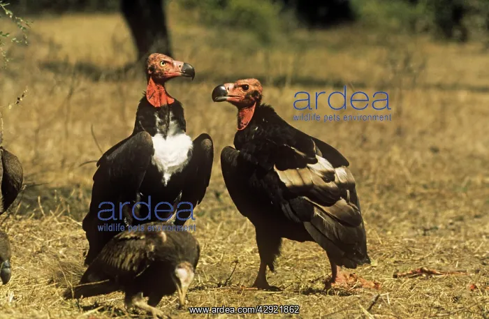 : Red-headed Vulture - male and female : Red-headed Vulture - male and female