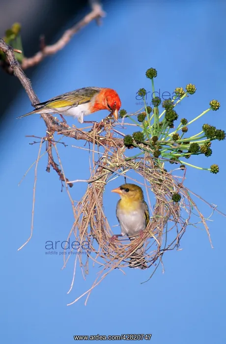 : Red-headed Weaver : Red-headed Weaver