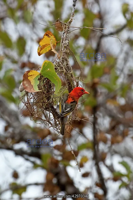 : Red-headed Weaver - building nest : Red-headed Weaver - building nest