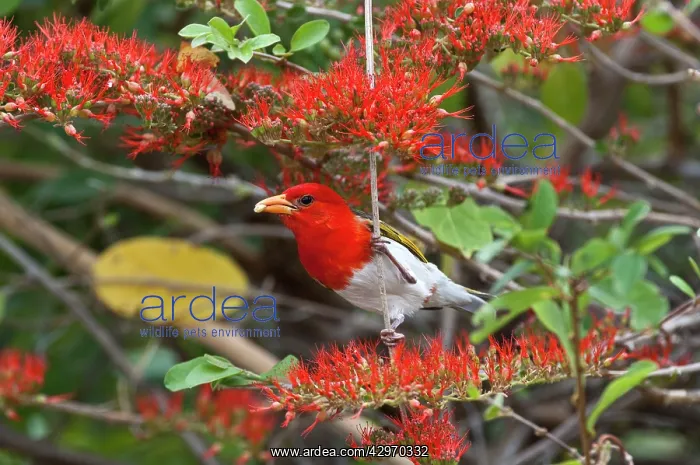 : Red-headed Weaver - in flowering shrub with food in bill : Red-headed Weaver - in flowering shrub with food in bill