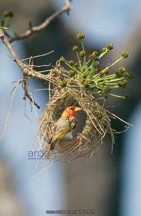 : Red-headed WEAVER - male, building nest, early stages : Red-headed WEAVER - male, building nest, early stages