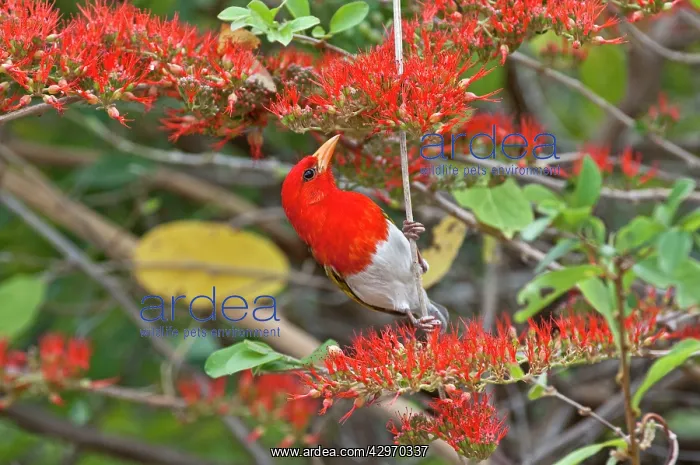 : Red-headed Weaver - searching for food in flowering shrub : Red-headed Weaver - searching for food in flowering shrub