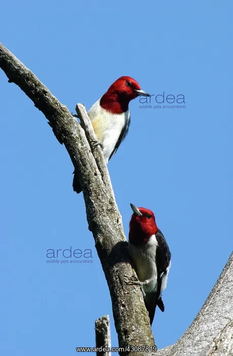 : Red-headed Woodpecker : Red-headed Woodpecker