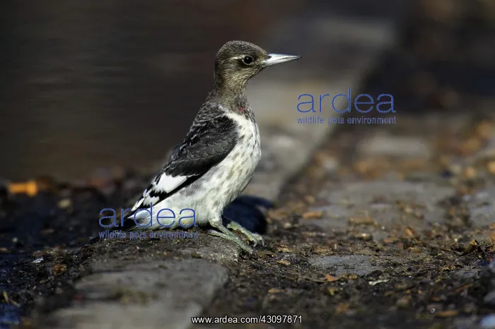 : Red-Headed Woodpecker : Red-Headed Woodpecker
