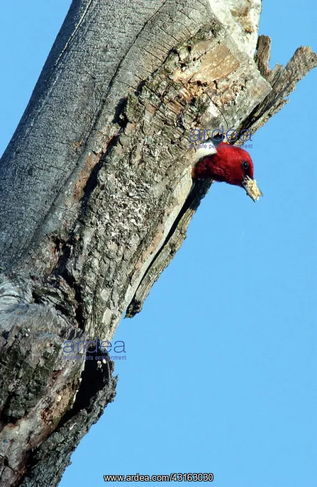 : Red-headed Woodpecker : Red-headed Woodpecker