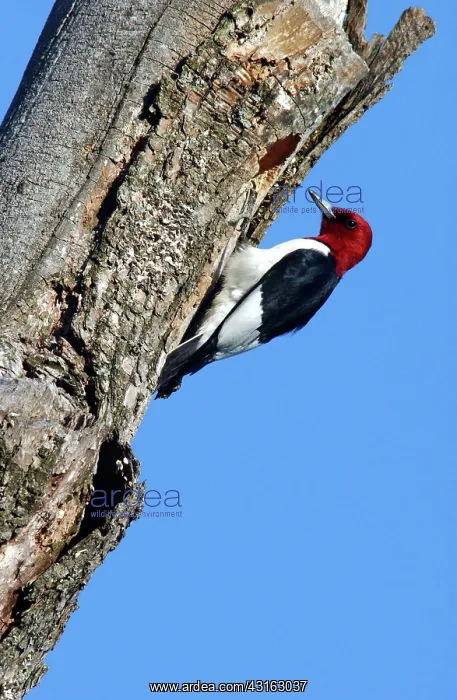 : Red-headed Woodpecker : Red-headed Woodpecker