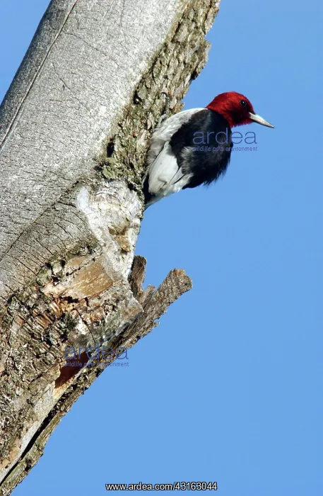 : Red-headed Woodpecker : Red-headed Woodpecker
