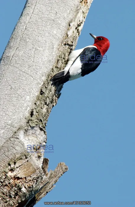 : Red-headed Woodpecker : Red-headed Woodpecker