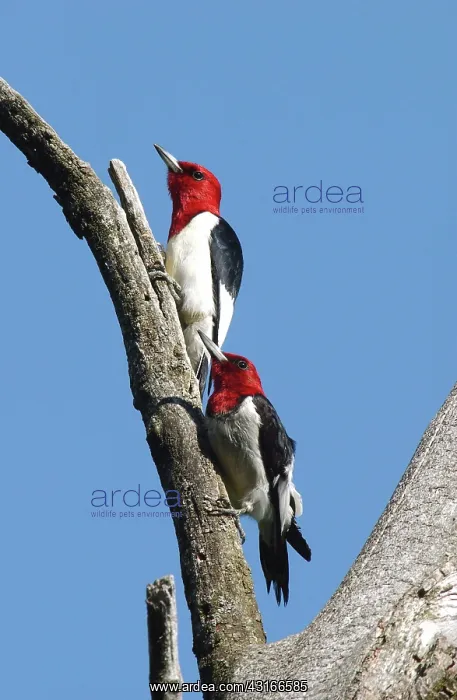 : Red-headed Woodpecker : Red-headed Woodpecker