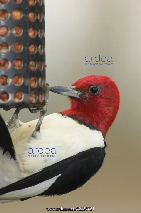 : Red-headed Woodpecker - Eating seeds at a bird feeder : Red-headed Woodpecker - Eating seeds at a bird feeder