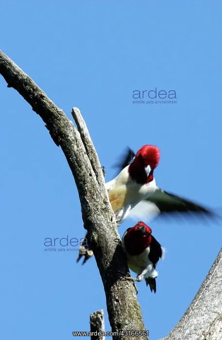 : Red-headed Woodpeckers : Red-headed Woodpeckers