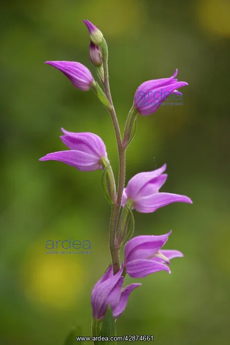 : Red helleborine : Red helleborine