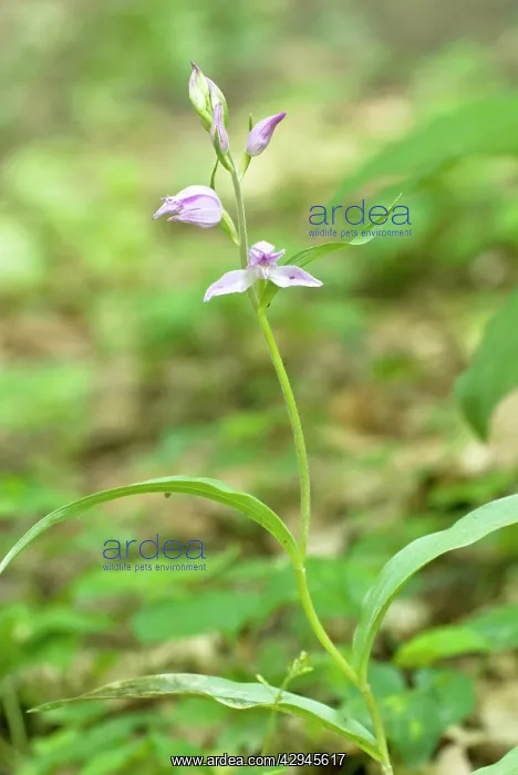 : Red Helleborine : Red Helleborine