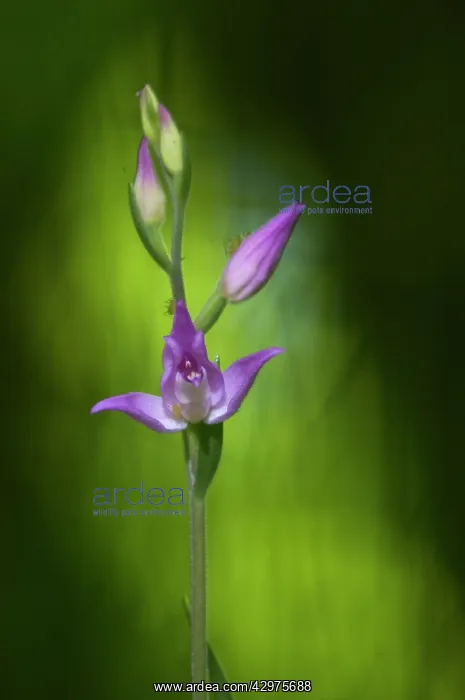 : Red helleborine : Red helleborine