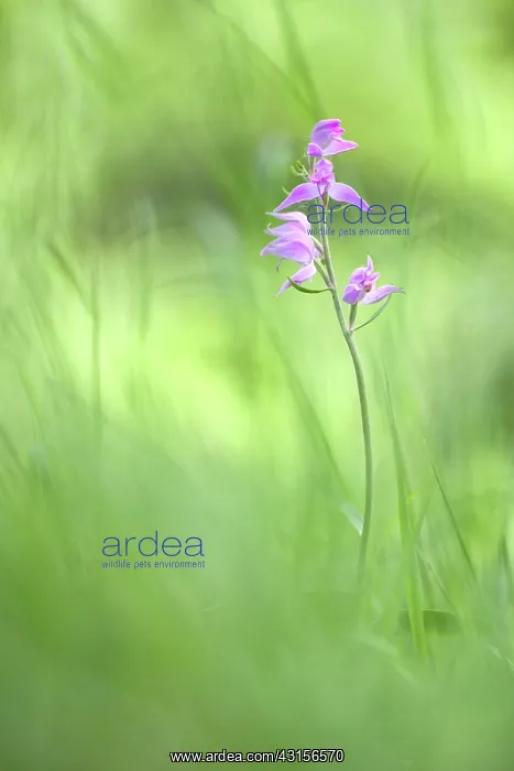: Red Helleborine : Red Helleborine