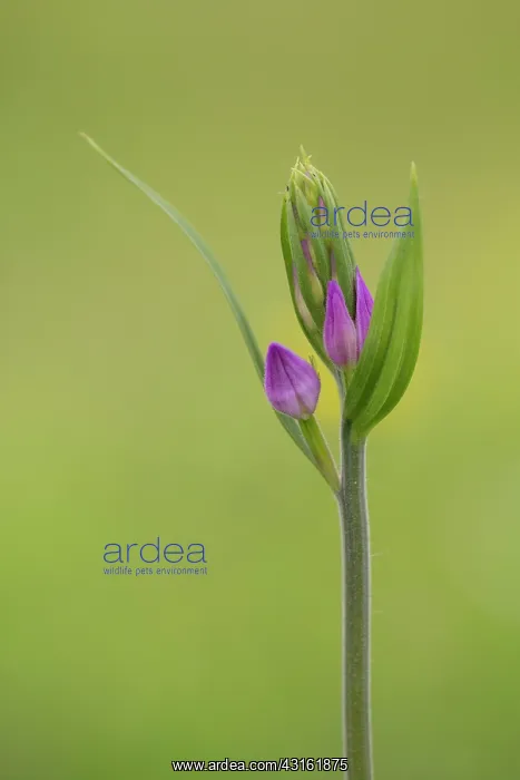 : Red Helleborine : Red Helleborine