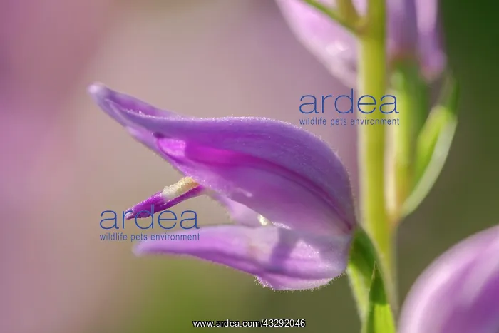 : Red helleborine - fully blooming red helleborine orchid on a : Red helleborine - fully blooming red helleborine orchid on a