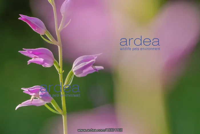 : Red helleborine - fully blooming red helleborine orchid on a : Red helleborine - fully blooming red helleborine orchid on a