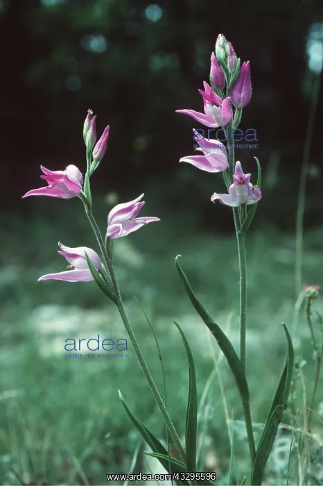 : Red Helleborne ORCHID : Red Helleborne ORCHID