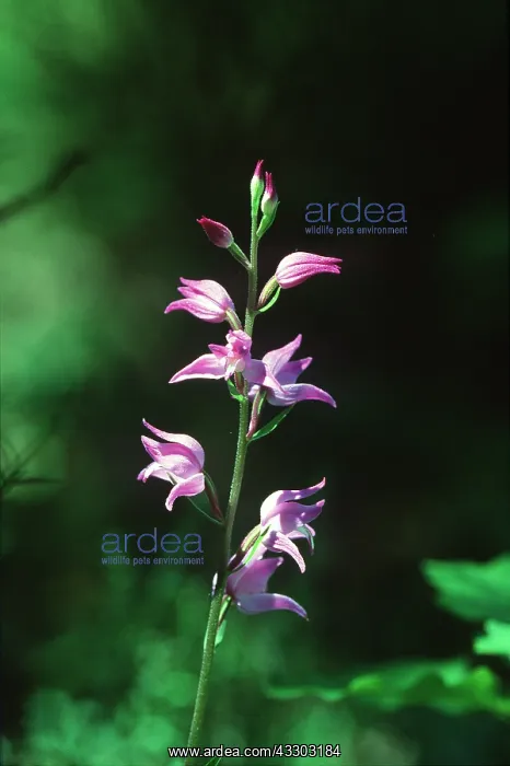 : RED HELLEBORNE ORCHID : RED HELLEBORNE ORCHID