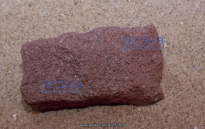 : Red Hematite : Red Hematite