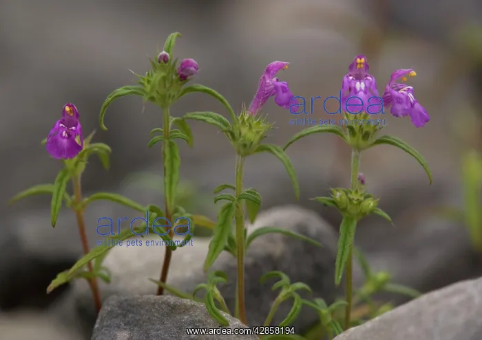 : Red-Hemp Nettle : Red-Hemp Nettle