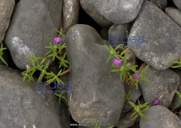 : Red-Hemp Nettle : Red-Hemp Nettle