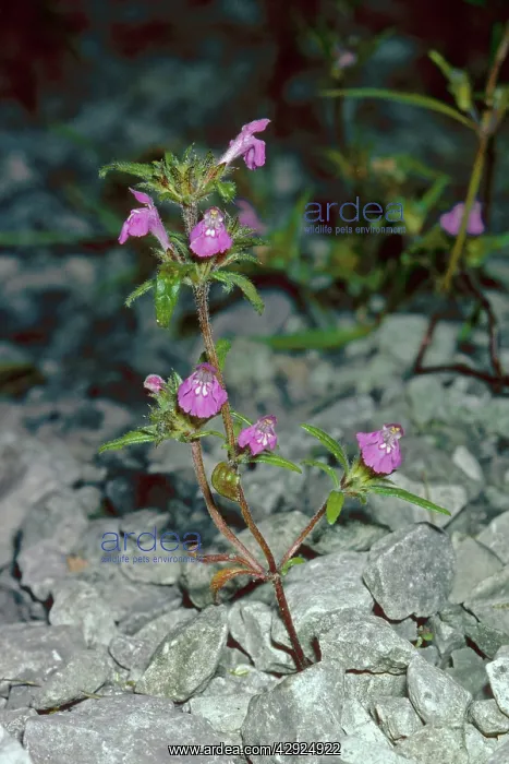 : RED-HEMP NETTLE - in flower : RED-HEMP NETTLE - in flower